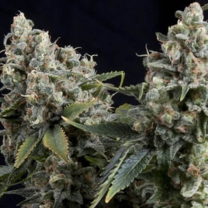 Tutankhamon Auto X5+2 - Pyramid Seeds