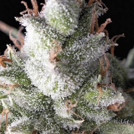 Ramses Auto X5+2 - Pyramid Seeds