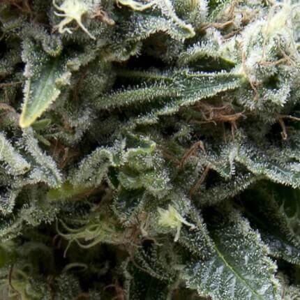 New York City Auto X5+2 - Pyramid Seeds