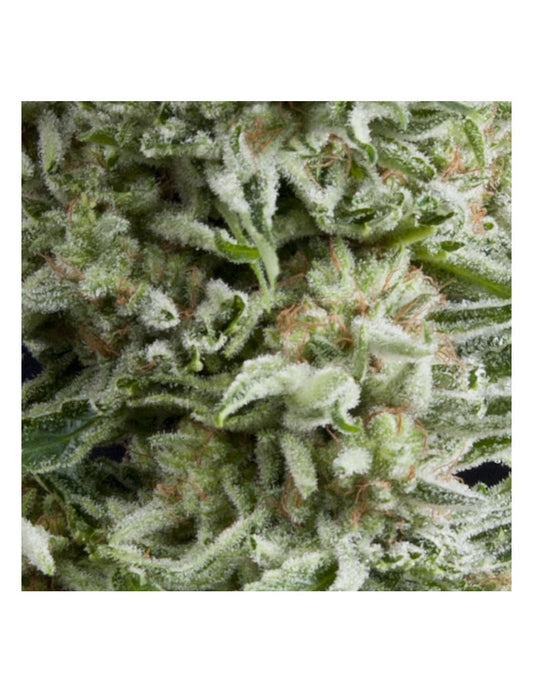 Amnesia Gold Auto X5+2 - Pyramid Seeds