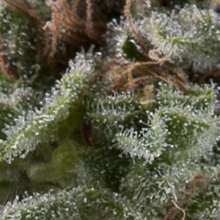 Lennon Auto X5+2 - Pyramid Seeds