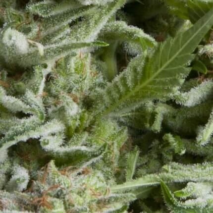 Alpujarreña Auto X5+2 - Pyramid Seeds