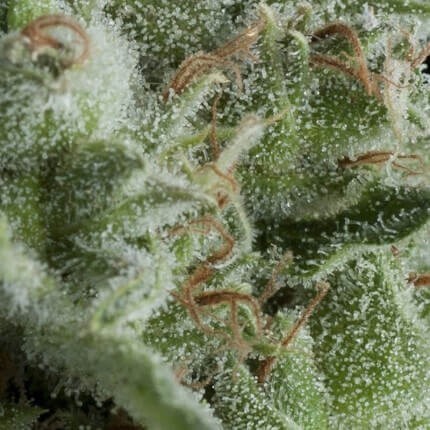 Kryptonite Auto X5+2 - Pyramid Seeds