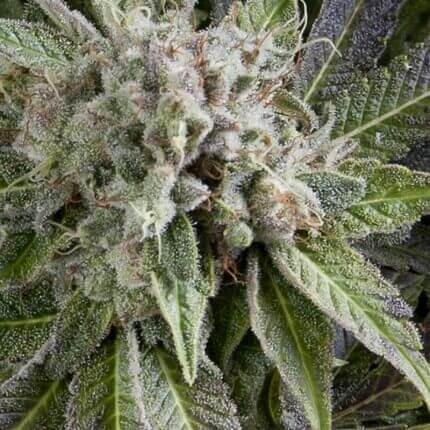 Blue Pyramid Auto X5+2 - Pyramid Seeds