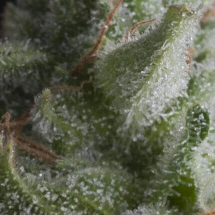 Shark Auto X5+2 - Pyramid Seeds