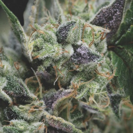 Gorila Auto X3+1 - Pyramid Seeds