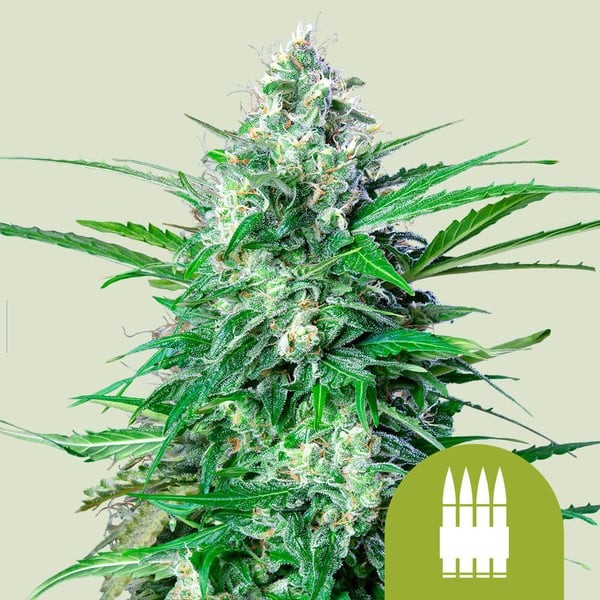 Royal Ak Auto X100 - Royal Queen Seeds