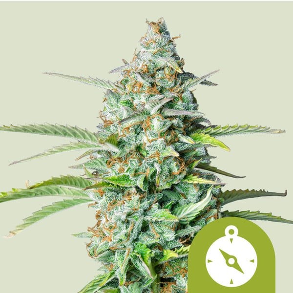 Northern Light Auto X100 - Royal Queen Seeds