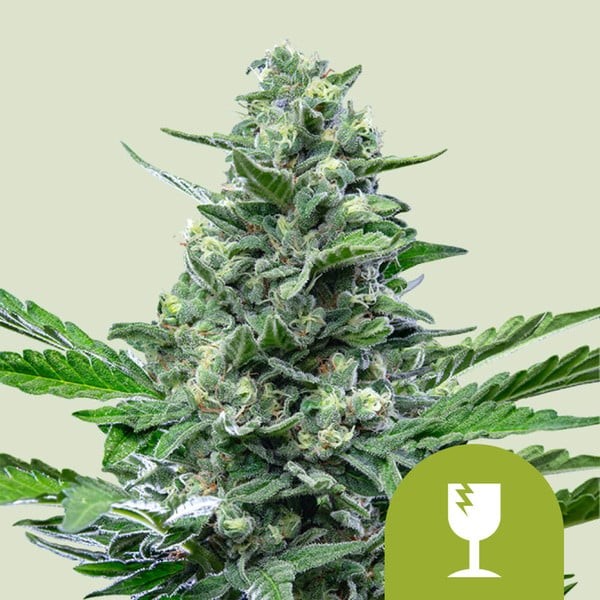 Royal Critical Auto X100 - Royal Queen Seeds