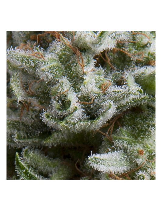 Anesthesia Auto X5+2 - Pyramid Seeds