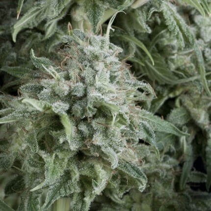 Anubis Auto X5+2 - Pyramid Seeds