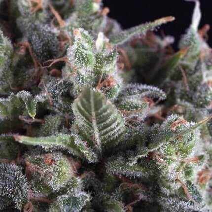 Olympia Auto X5+2 - Pyramid Seeds