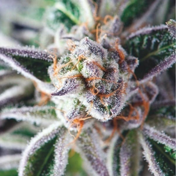 Do-Si-Dos Fem X5+2 - Pyramid Seeds