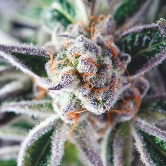 Do-Si-Dos Fem X5+2 - Pyramid Seeds