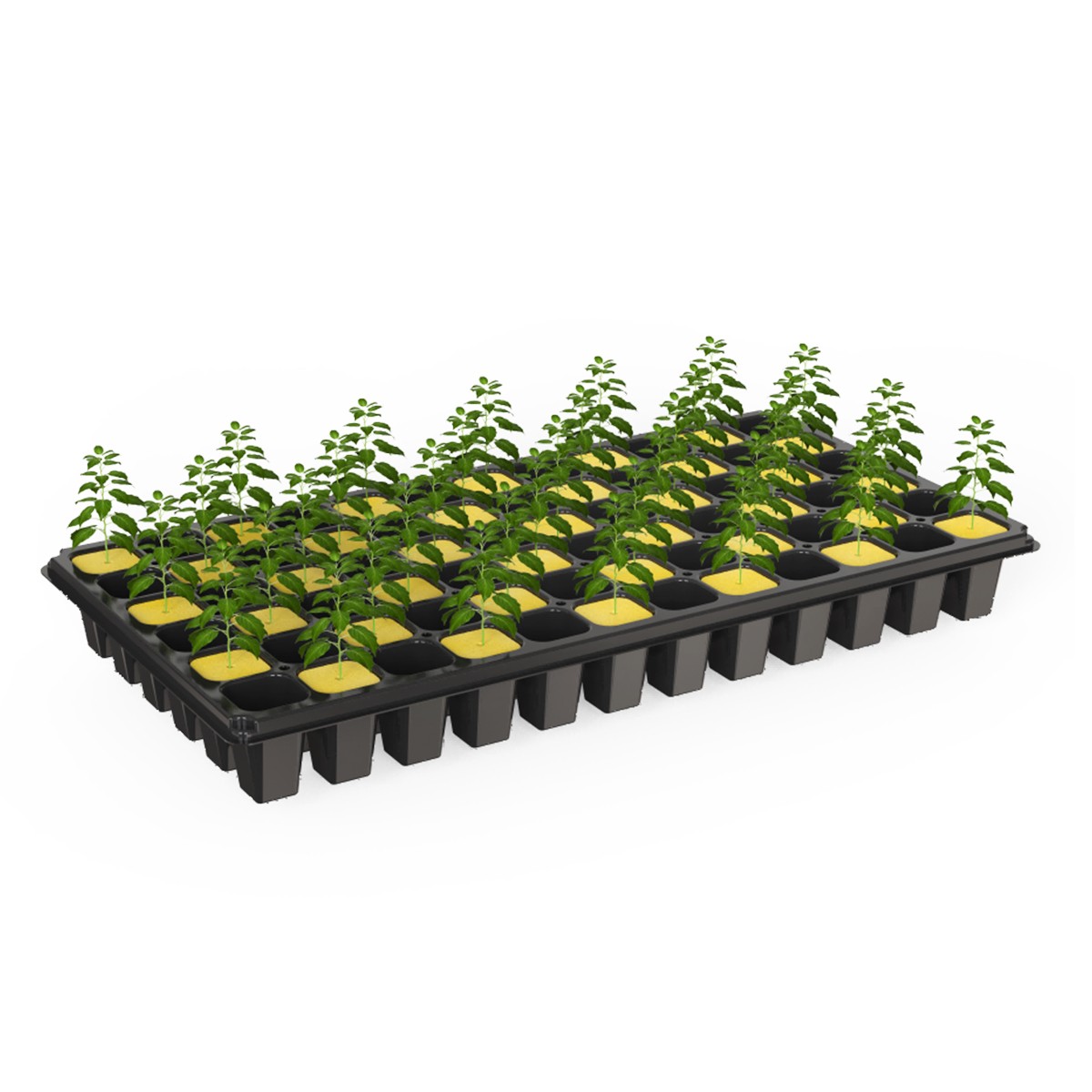 Bandeja Propagadora 200 Cubos 2.5CM Lana de Roca - Kasvi - vista 2