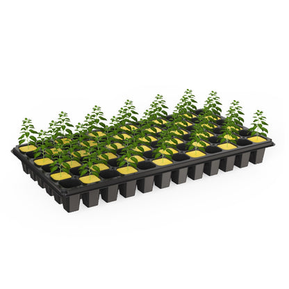 Bandeja Propagadora 200 Cubos 2.5CM Lana de Roca - Kasvi - vista 2