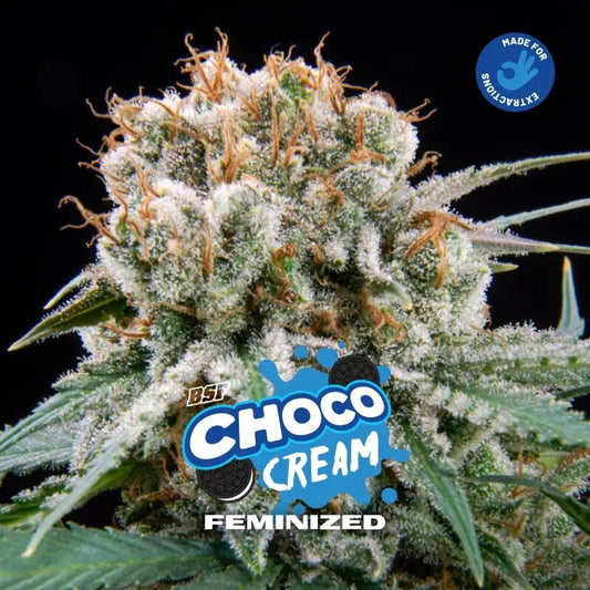 Choco Cream Fem X2 - Bsf