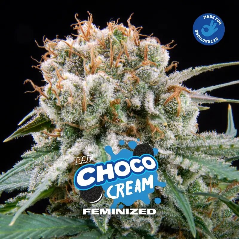 Choco Cream Fem X4 - Bsf