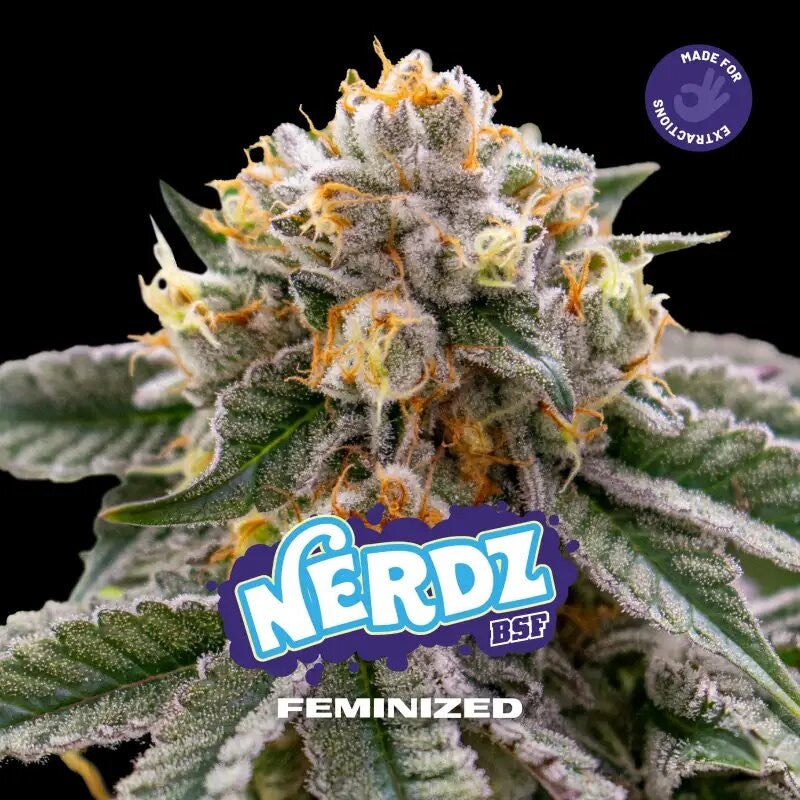 Nerdz Fem X2 - Bsf