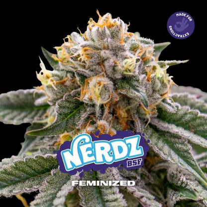 Nerdz Fem X7 - Bsf