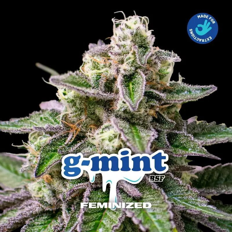 G-Mint Fem X12 - Bsf - vista 2