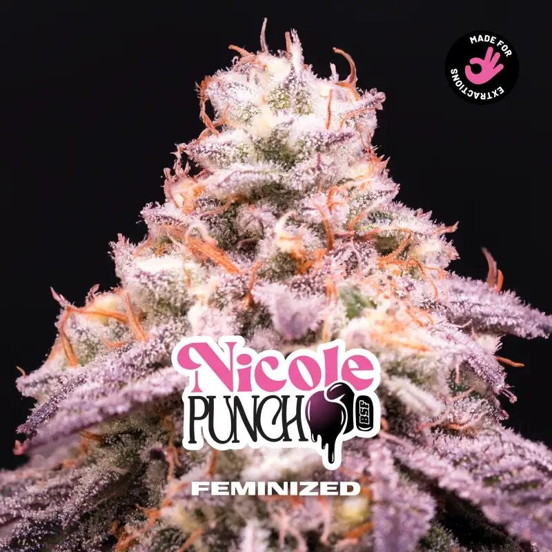 Nicole Punch Fem X7 - Bsf