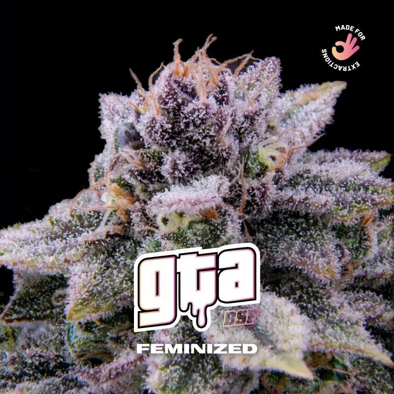 Gta Fem X2 - Bsf - vista 2