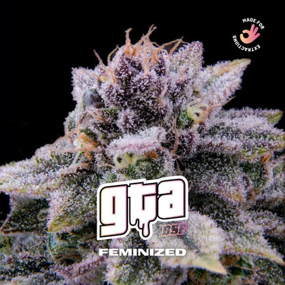 Gta Fem X7 - Bsf - vista 2