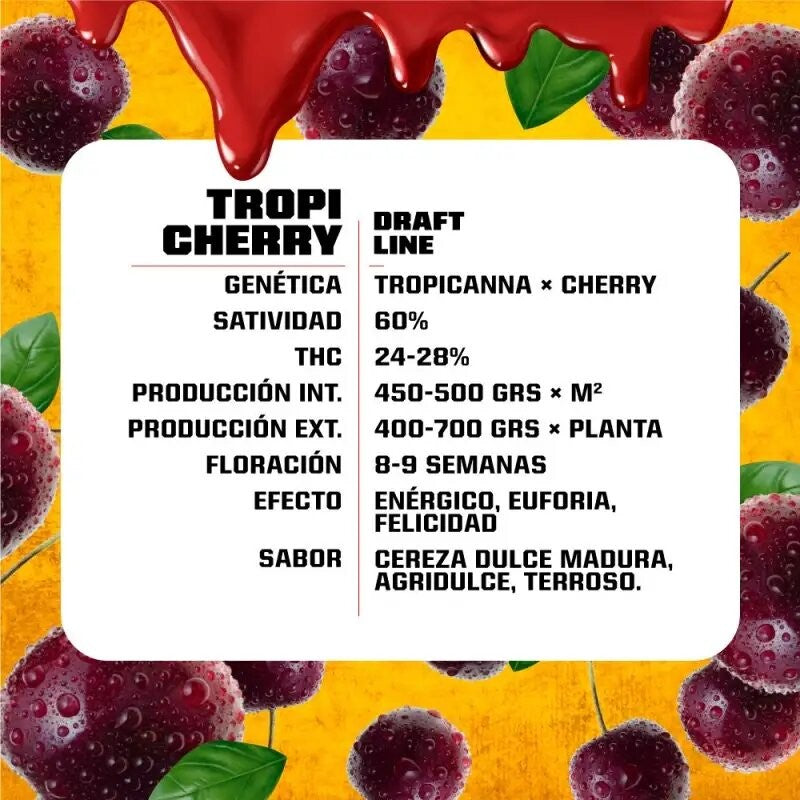 Tropi Cherry Fem X2 - Bsf - vista 3
