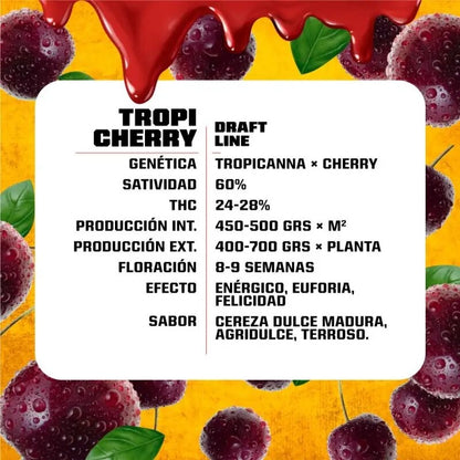 Tropi Cherry Fem X2 - Bsf - vista 3