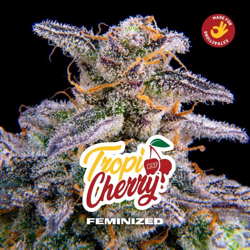 Tropi Cherry Fem X12 - Bsf - vista 3