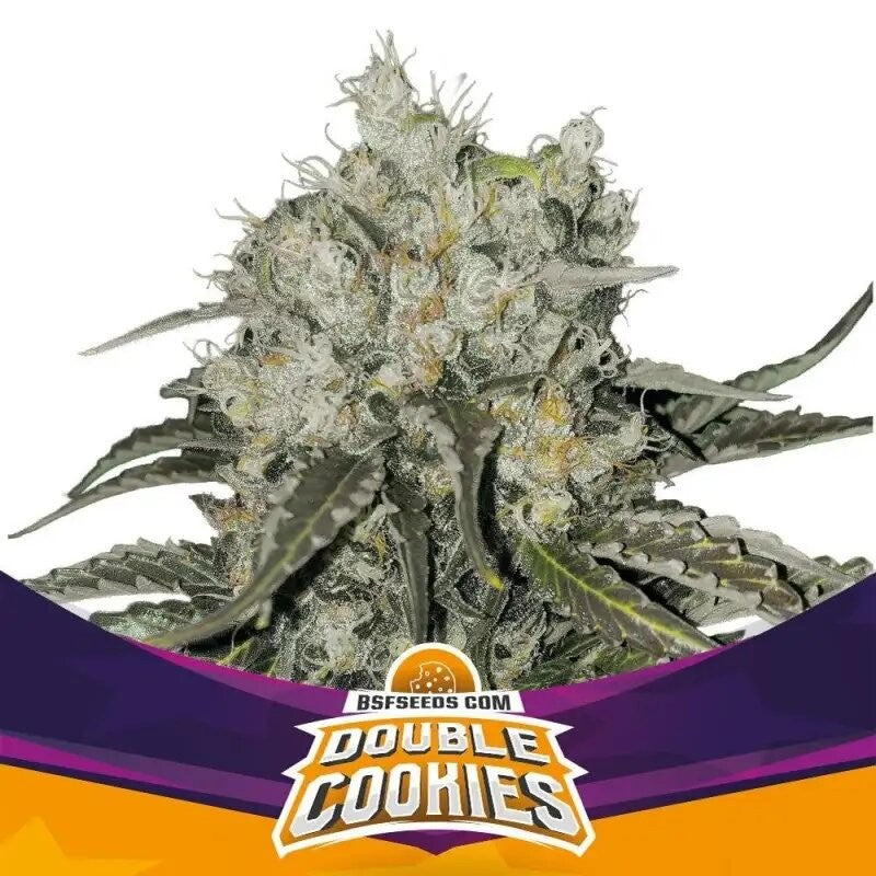 Double Cookies Fem X2 - Bsf