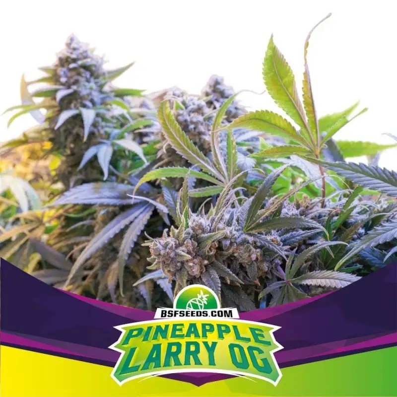 Pineapple Larry OG Fem X12 - Bsf