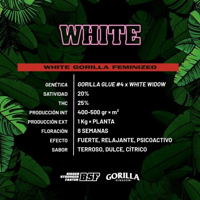 White Gorilla Fem X4 - Bsf - vista 2