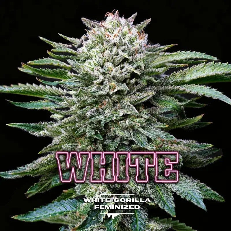 White Gorilla Fem X4 - Bsf