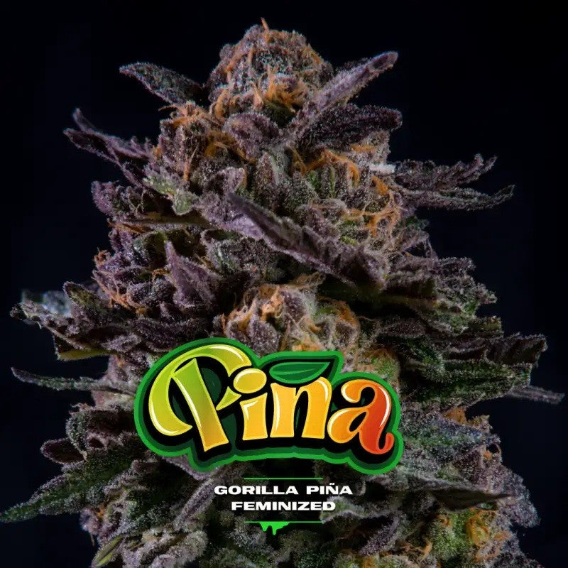 Gorilla Piña Fem X4 - Bsf