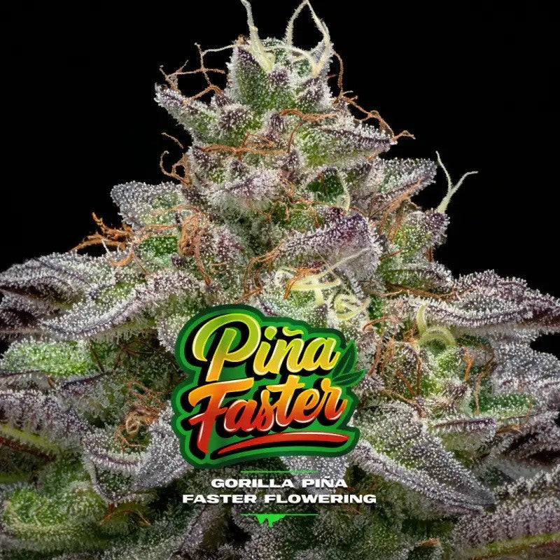 Gorilla Piña Fast Version X2 - Bsf