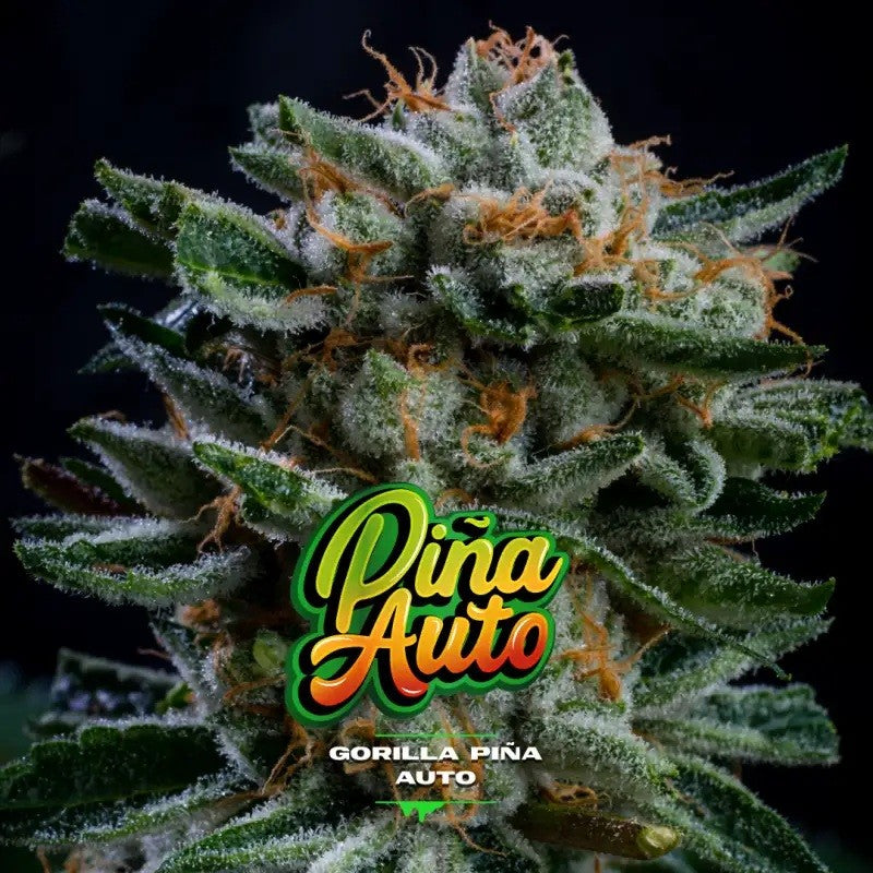 Gorilla Piña Auto X4 - Bsf