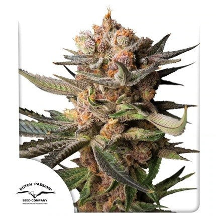 Frozen Biscotti Auto X3 - Dutch Passion