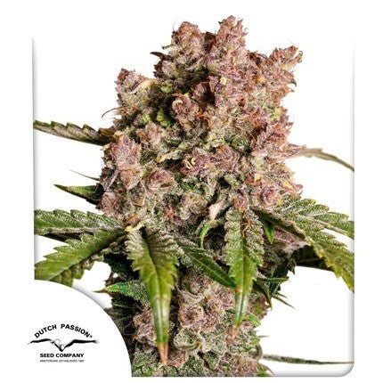 Strawberry Soda Auto X3 - Dutch Passion