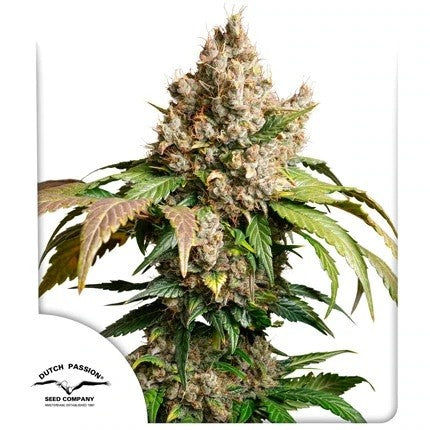 Red Tropicana Cookies Auto X3 - Dutch Passion