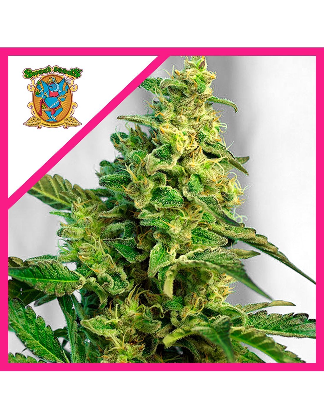 Green Poison F1 Fem X25 - Sweet Seeds