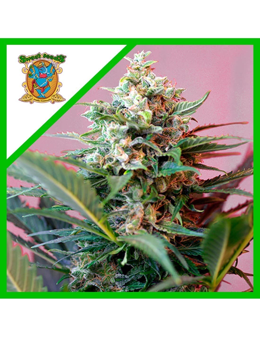 Big Devil Xl Auto X25 - Sweet Seeds