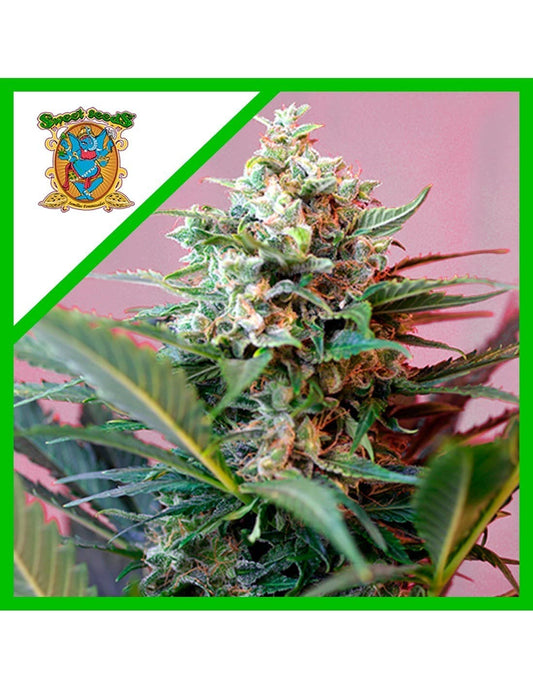 Big Devil Xl Auto X25 - Sweet Seeds