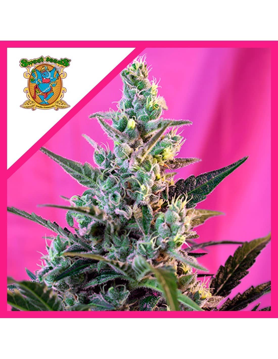 Sweet Skunk F1 Fem X25 - Sweet Seeds