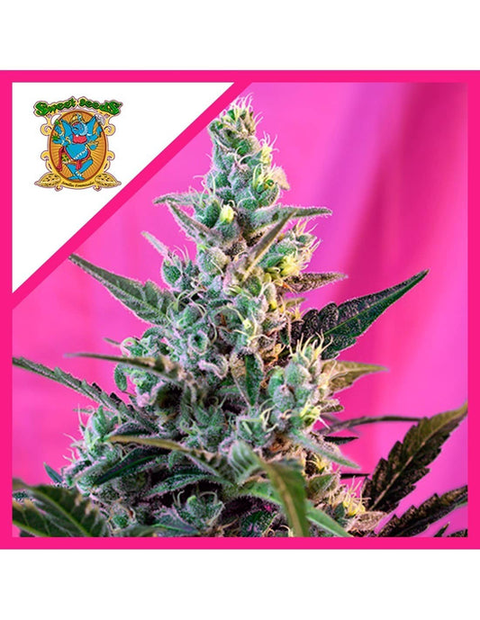 Sweet Skunk F1 Fem X25 - Sweet Seeds