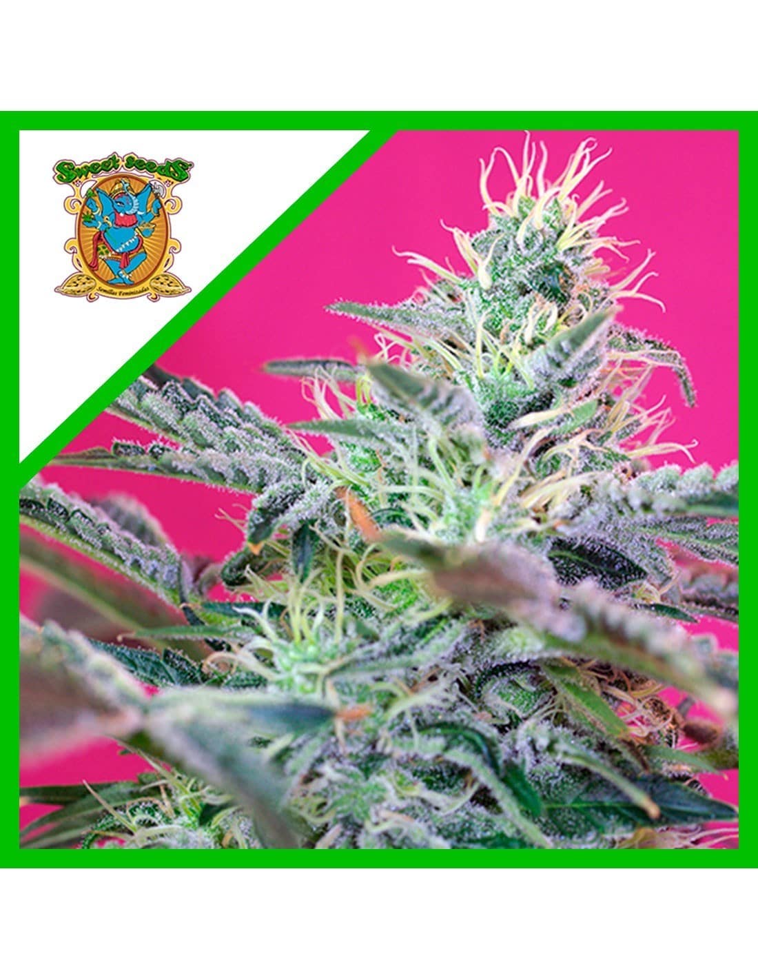 Sweet Cheese Auto X25 - Sweet Seeds