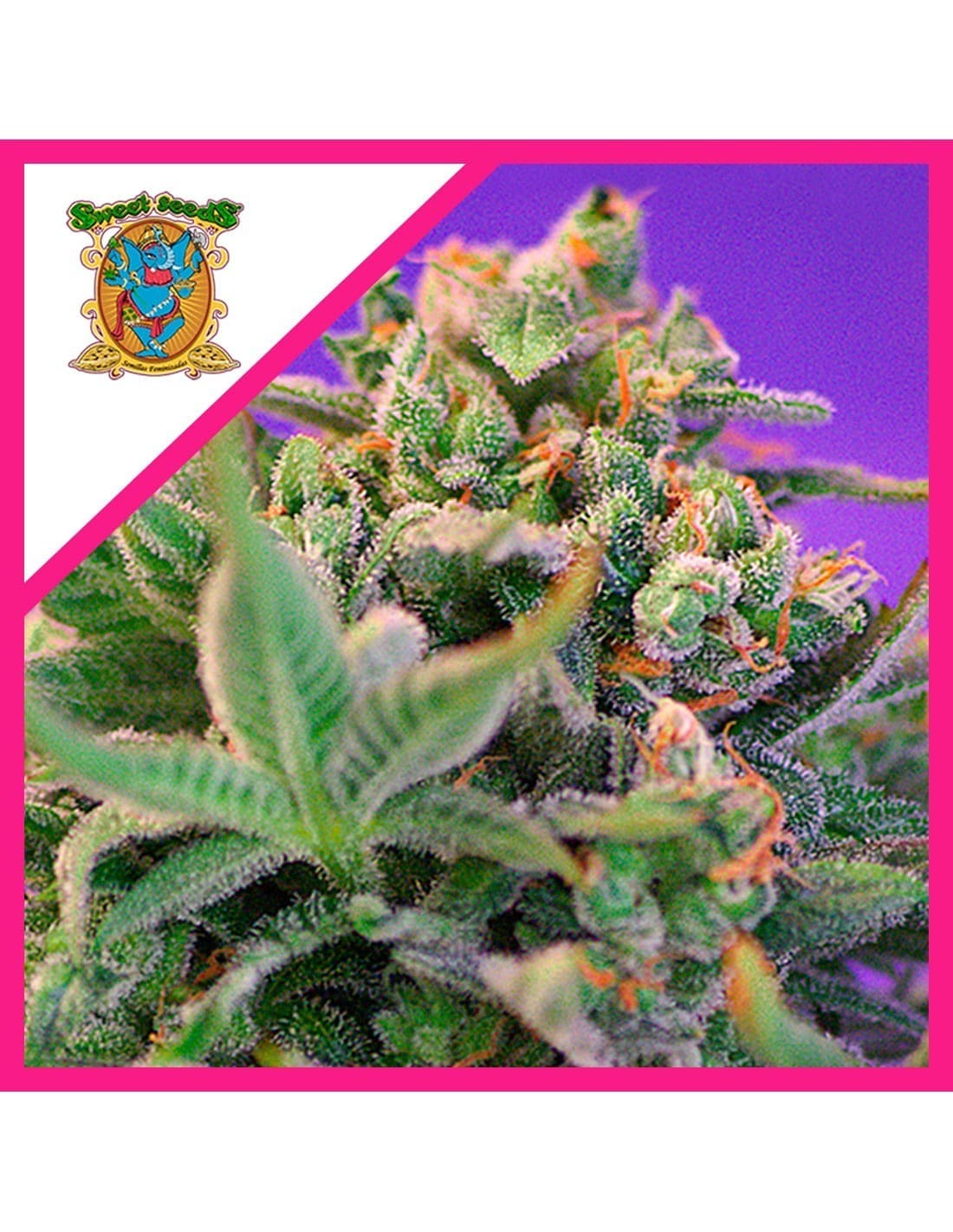 Sweet Cheese F1 Fem X25 - Sweet Seeds