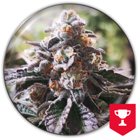 Cookies Purple Punch Fem X3 - Medical Seeds
