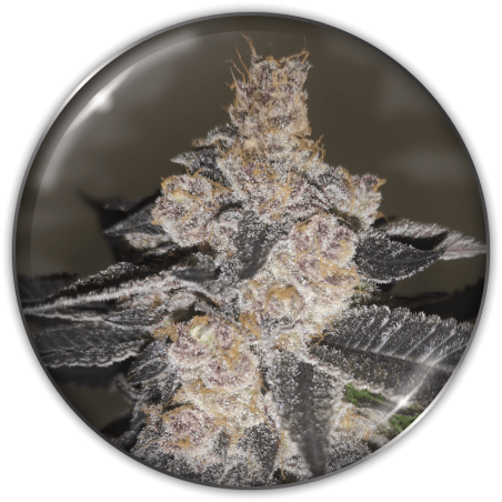 Gelato 242 Fem X3 - Medical Seeds